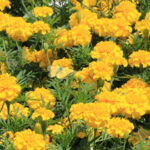 Butterfly_Hidden Butterfly_Hidden